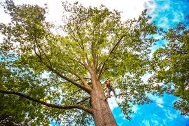 Mulching Services in Pulaski, WI