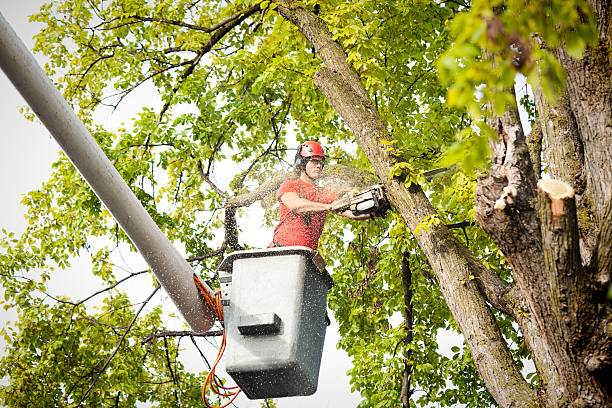 Trusted Pulaski, WI Tree Services Experts